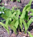 leaf  : nom scientifique : Convallaria majalis L. , Convallaria , Asparagaceae 