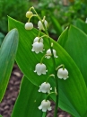 flower  : nom scientifique : Convallaria majalis L. , Convallaria , Asparagaceae 