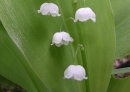 flower  : nom scientifique : Convallaria majalis L. , Convallaria , Asparagaceae 