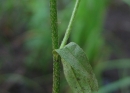 stemleaf  : nom scientifique : Myosotis scorpioides L. , Myosotis , Boraginaceae 