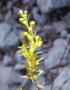 flower  : nom scientifique : Odontites luteus Clairv. , Odontites , Orobanchaceae 