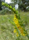 flower  : nom scientifique : Odontites luteus Clairv. , Odontites , Orobanchaceae 