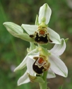 flower  : nom scientifique : Ophrys apifera Huds. , Ophrys , Orchidaceae 