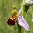 flower  : nom scientifique : Ophrys apifera Huds. , Ophrys , Orchidaceae 