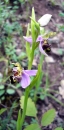 whole  : nom scientifique : Ophrys apifera Huds. , Ophrys , Orchidaceae 