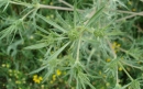 flower  : nom scientifique : Eryngium campestre L. , Eryngium , Apiaceae 