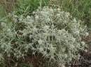 whole  : nom scientifique : Eryngium campestre L. , Eryngium , Apiaceae 