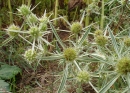 flower  : nom scientifique : Eryngium campestre L. , Eryngium , Apiaceae 