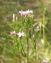 whole  : nom scientifique : Centaurium erythraea Rafn , Centaurium , Gentianaceae 