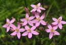 flower  : nom scientifique : Centaurium erythraea Rafn , Centaurium , Gentianaceae 