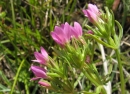 flower  : nom scientifique : Centaurium erythraea Rafn , Centaurium , Gentianaceae 