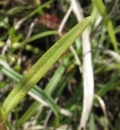 leaf  : nom scientifique : Centaurium erythraea Rafn , Centaurium , Gentianaceae 