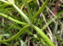 stemleaf  : nom scientifique : Centaurium erythraea Rafn , Centaurium , Gentianaceae 