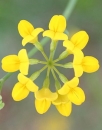 flower  : nom scientifique : Coronilla minima L. , Coronilla , Fabaceae 