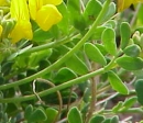 leaf  : nom scientifique : Coronilla minima L. , Coronilla , Fabaceae 