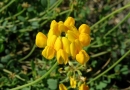 flower  : nom scientifique : Coronilla minima L. , Coronilla , Fabaceae 