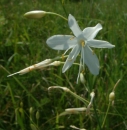 flower  : nom scientifique : Anthericum liliago L. , Anthericum , Asparagaceae 