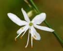 flower  : nom scientifique : Anthericum liliago L. , Anthericum , Asparagaceae 