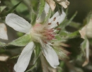 flower  : nom scientifique : Potentilla caulescens L. , Potentilla , Rosaceae 