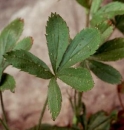 leaf  : nom scientifique : Potentilla caulescens L. , Potentilla , Rosaceae 