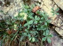 whole  : nom scientifique : Potentilla caulescens L. , Potentilla , Rosaceae 