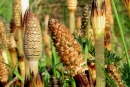 flower  : nom scientifique : Equisetum arvense L. , Equisetum , Equisetaceae 