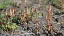 whole  : nom scientifique : Equisetum arvense L. , Equisetum , Equisetaceae 