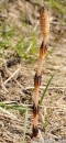 stemleaf  : nom scientifique : Equisetum arvense L. , Equisetum , Equisetaceae 