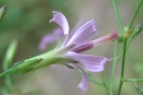 flower  : nom scientifique : Prenanthes purpurea L. , Prenanthes , Asteraceae 