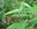 leaf  : nom scientifique : Prenanthes purpurea L. , Prenanthes , Asteraceae 