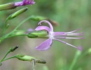 flower  : nom scientifique : Prenanthes purpurea L. , Prenanthes , Asteraceae 