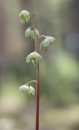 flower  : nom scientifique : Pyrola chlorantha Sw. , Pyrola , Ericaceae 