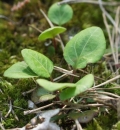 leaf  : nom scientifique : Pyrola chlorantha Sw. , Pyrola , Ericaceae 