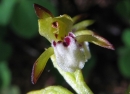 flower  : nom scientifique : Corallorrhiza trifida fo. verna (Nutt.) P.M.Br. , Corallorhiza , Orchidaceae 