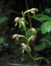 stemleaf  : nom scientifique : Corallorrhiza trifida fo. verna (Nutt.) P.M.Br. , Corallorhiza , Orchidaceae 