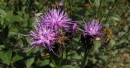 flower  : nom scientifique : Serratula tinctoria L. , Serratula , Asteraceae 