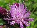 flower  : nom scientifique : Serratula tinctoria L. , Serratula , Asteraceae 