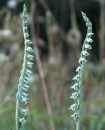 flower  : nom scientifique : Spiranthes spiralis (L.) Chevall. , Spiranthes , Orchidaceae 