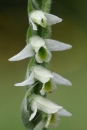 flower  : nom scientifique : Spiranthes spiralis (L.) Chevall. , Spiranthes , Orchidaceae 