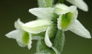 flower  : nom scientifique : Spiranthes spiralis (L.) Chevall. , Spiranthes , Orchidaceae 