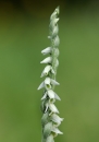 flower  : nom scientifique : Spiranthes spiralis (L.) Chevall. , Spiranthes , Orchidaceae 