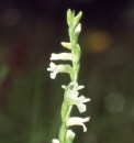 flower  : nom scientifique : Spiranthes aestivalis (Poir.) Rich. , Spiranthes , Orchidaceae 