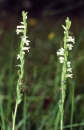 whole  : nom scientifique : Spiranthes aestivalis (Poir.) Rich. , Spiranthes , Orchidaceae 