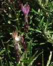 flower  : nom scientifique : Staehelina dubia L. , Staehelina , Asteraceae 