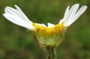 flower  : nom scientifique : Tanacetum corymbosum (L.) Sch. Bip. , Tanacetum , Asteraceae 