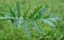 leaf  : nom scientifique : Tanacetum corymbosum (L.) Sch. Bip. , Tanacetum , Asteraceae 