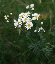 whole  : nom scientifique : Tanacetum corymbosum (L.) Sch. Bip. , Tanacetum , Asteraceae 