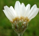 flower  : nom scientifique : Tanacetum corymbosum (L.) Sch. Bip. , Tanacetum , Asteraceae 