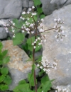 whole  : nom scientifique : Valeriana tripteris L. , Valeriana , Caprifoliaceae 