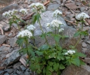 whole  : nom scientifique : Valeriana tripteris L. , Valeriana , Caprifoliaceae 